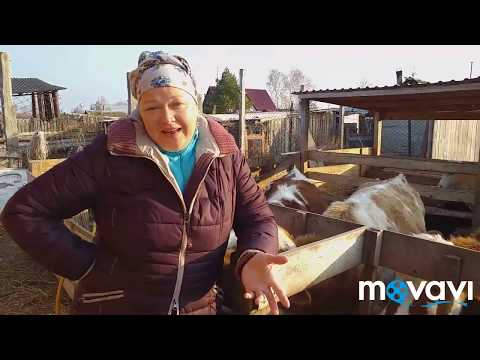 Видео: ЖИВИТЕ САМИ В ТЁПЛЫХ САРАЯХ