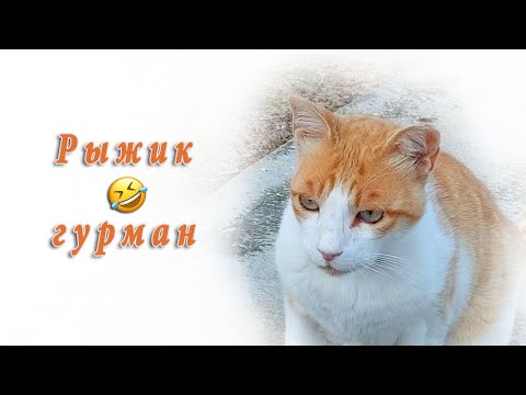 Видео: Рыжик разгурманился