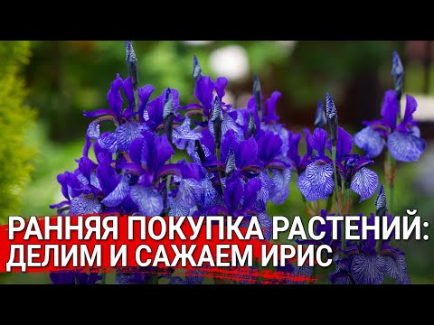 Видео: Ранняя покупка растений.Делим и сажаем ирис