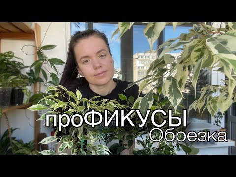 Видео: ФИКУСЫ | Обрезка | Небольшой обзор