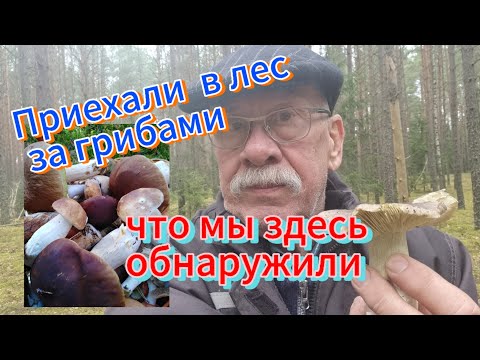 Видео: А где же грибы?