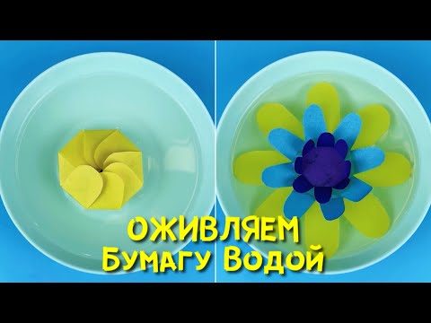 Видео: Научный опыт: Почему цветок распускается на воде? Объяснение эксперимента
