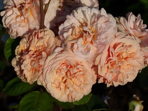 Видео: Фитоверм от трипсов(см.в коммен.)Роза Инспирейшен,Лоран каброль,Ночная сова......