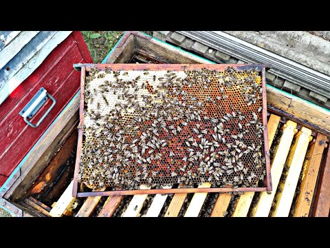 Видео: СКОЛЬКО ПЧЕЛЫ ПРИНЕСЛИ МАЙСКОГО МЕДА 2025 !!!