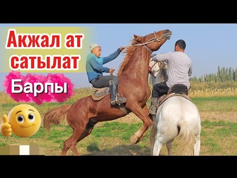 Видео: Акжал ат сатылат