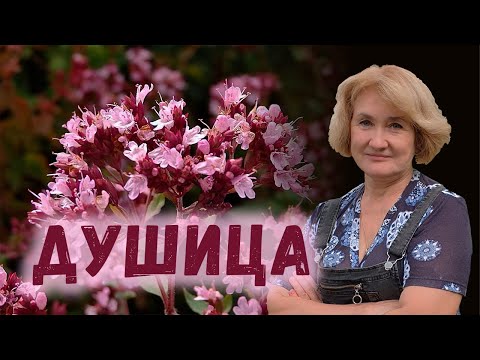 Видео: Душица – Универсал с большой буквы!