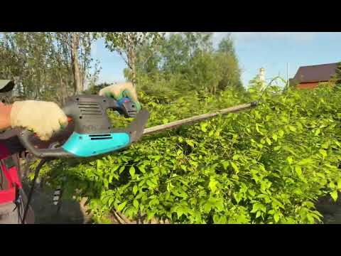 Видео: Как правильно формировать готовы зонт из Бересклета крылатого.