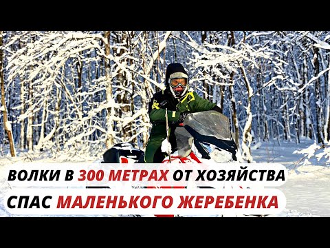 Видео: Жизнь в Деревне/Один в лесу спасаю Лошадей-Попался хитрый Волк/Охота на волка 2022