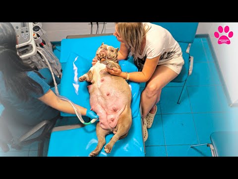 Видео: Ну и живот! Сколько же щенков там? Приехали рожать, но что сказал врач?