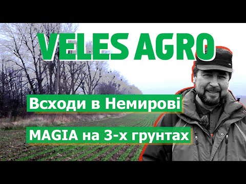 Видео: Всходи після "Магії" на трьох грунтах // Немирів / пшениця