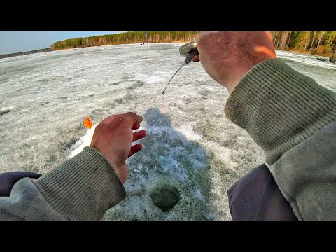 Видео: О ТАКОЙ РЫБАЛКЕ МОЖНО ТОЛЬКО МЕЧТАТЬ! КРУПНАЯ РЫБА ЖОР НА БЕЗМОТЫЛКУ