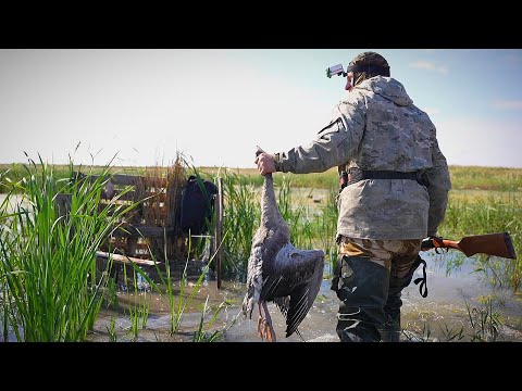 Видео: ГУСИ, СНОВА ГУСИ. Охота на утку. "Где твоя собака?"