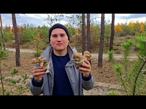 Видео: 22 октября 2025 г. Есть ли Белые и польски грибы?😍