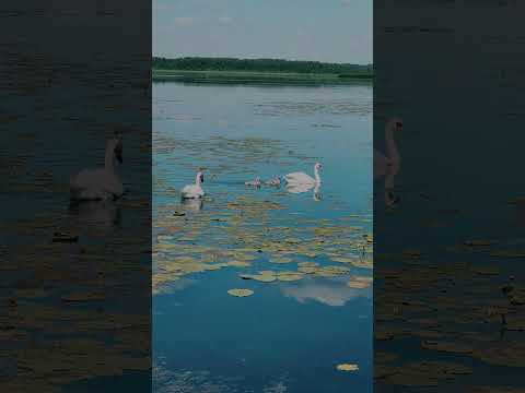 Видео: Проект «Пушкинский Заповедник. Места, события». Озеро Белогули