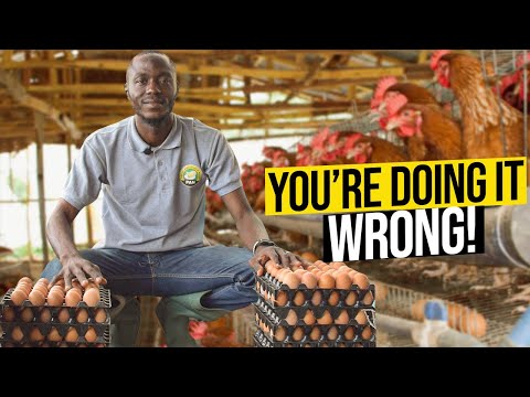 Видео: Секретные приемы, которые используют мастера птицеводства, чтобы куры несли больше яиц | Птицевод...