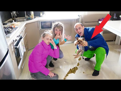 Видео: У Леры ПОЯВИЛАСЬ СОБАЧКА Йорк. Толик КАТЕГОРИЧЕСКИ ПРОИТИВ. ПРОДЕЛКИ СОБАКИ! Crazy Show