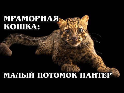 Видео: МРАМОРНАЯ КОШКА: Древняя родственница дымчатого леопарда | Интересные факты про кошек