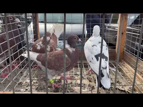 Видео: Виставка голубів. #голуби #птица #село #люди 