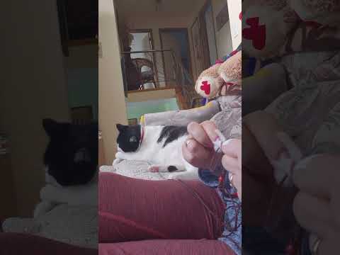 Видео: Relaxation. С Басей плетем четки и слушаем "Что?Где?Когда?"