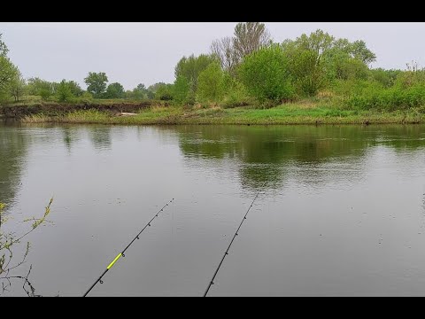Видео: Рибалка на Псл!.Коли краще ловити ляща