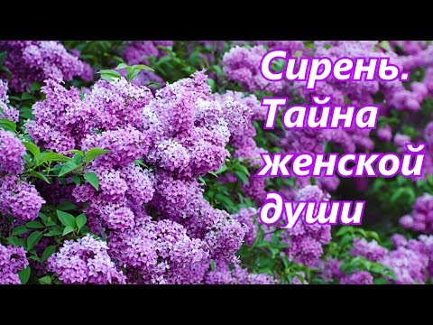 Видео: Сирень. Тайна женской души