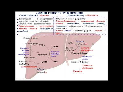 Видео: Біохімічні функції печінки. Жовтяниці
