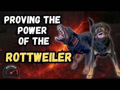 Видео: Почему НИКОГДА не стоит недооценивать ротвейлера