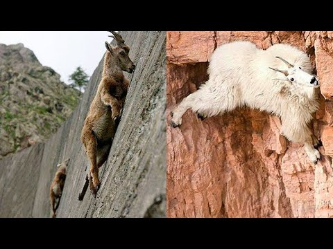 Видео: Физика Қонунларига Буйсунмайдиган Тоғ Эчкилари  ...