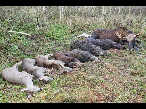 Видео: Охота на лося, кабана и косулю. Охота в Республике Беларусь, часть-1.
