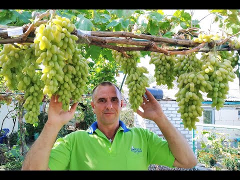 Видео: Виноград Хусайне келин бармак. Сезон 2021 (Grapes Husayn kelin barmak. Season 2021)