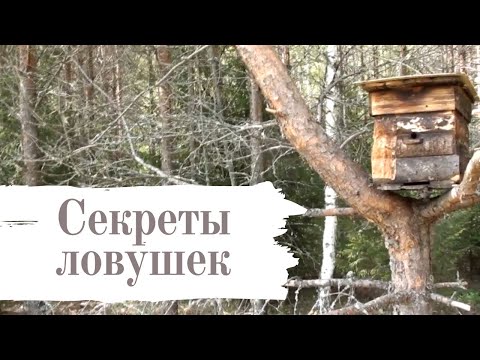 Видео: Несколько СЕКРЕТОВ по установке ЛОВУШКИ НА ПЧЁЛ #30