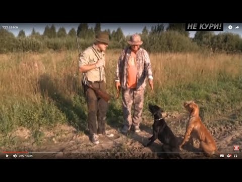 Видео: Охота на болотно-луговую дичь с пойнтером . 2018