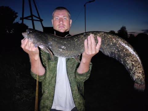 Видео: Река Западная Двина, квок. На Рыбалку,для души!!!