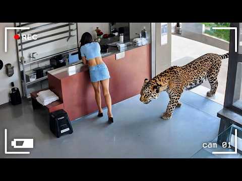 Видео: 75 самых мощных моментов из жизни животных, снятых на камеру