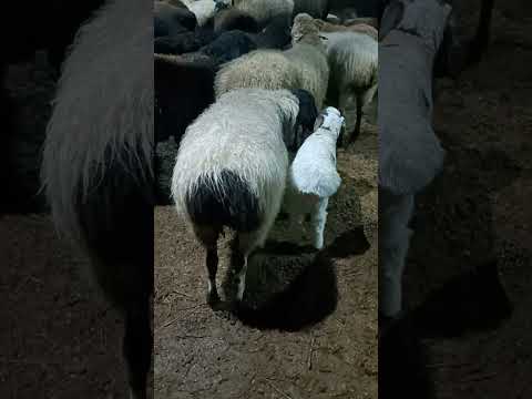 Видео: В каком возрасте лучше крыть овец.