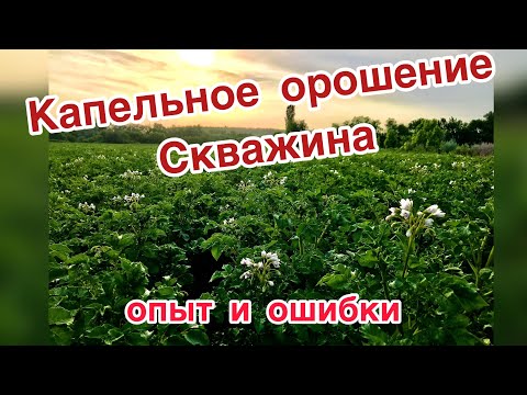 Видео: Капельный полив из скважины. Опыт прошлого года, разбор ошибок. Картофель   2021 г.