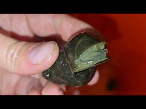 Видео: Огромные инвазивные китайские/ампуллярии 🐌