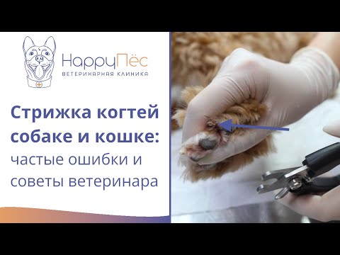 Видео: Стрижка когтей собакам и кошкам. Советы ветеринарного врача