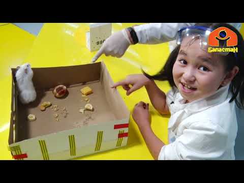 Видео: Тармал менен Мадиш жаныбарлардын улутун тапты... | Билесиңби?