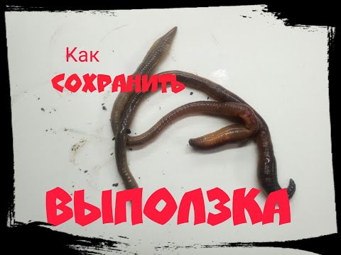 Видео: КАК сохранить ВЫПОЛЗКА .ХРАНЕНИЕ ВЫПОЛЗКА МИФЫ и РЕАЛЬНОСТЬ.ВЫПОЛЗОК лучшая приманка для ловли СОМА.