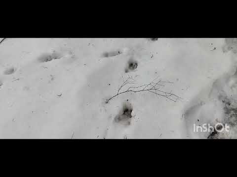 Видео: Охота на куницу 20.01.25г  Очередная проверка капканов и опять я с трофеем.