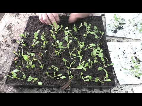 Видео: #Пикировка петунии. Как пикировать петунию быстро и правильно.