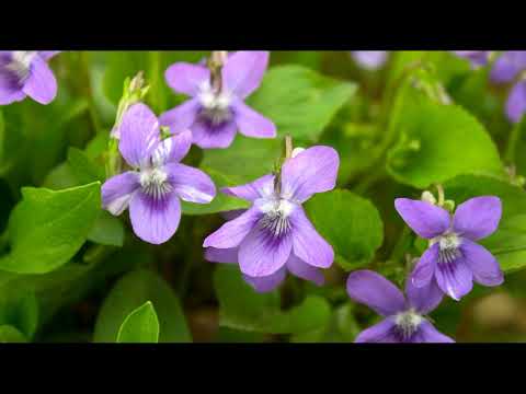 Видео: Польові квіти: не вимагають частого поливу