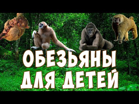 Видео: Обезьяны для детей | Учим обезьян | Развивающее видео | Карточки Домана