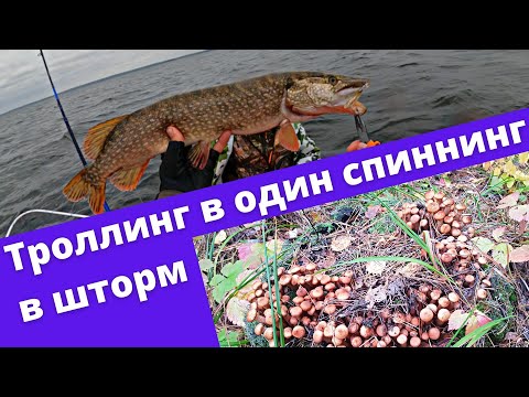 Видео: Аргази. Троллинг в один спиннинг в шторм возможен!  Судак, щука, грибы.