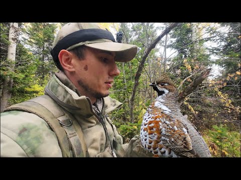 Видео: ДОБЫЛ РЯБЧИКА | СЛЕДЫ МЕДВЕДИЦЫ | ХОДОВАЯ ОХОТА В ТАЙГЕ С ТОЗ-34Р