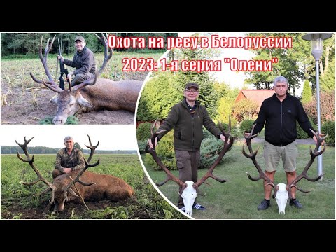 Видео: Успешная охота на реву в Белоруссии 2023 год: 1- я серия "Олени"  Благородный олень и лось на стону!