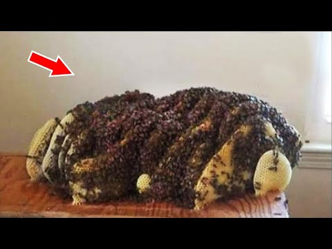 Видео: Женщина услышала странные звуки из-под кровати, а заглянув под неё – ПОТЕРЯЛА ДАР РЕЧИ…