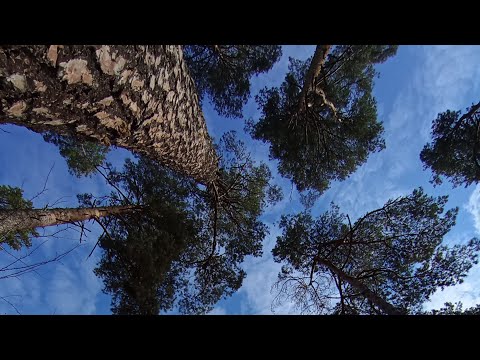 Видео: Утро ☀️ Цигун ☯️ Тайцзи в прямом эфире! Завершение  Осеннего 🍁 курса практик ....