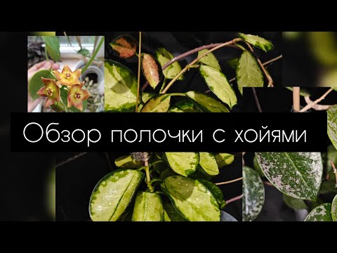 Видео: Обзор полочки с хойями. Ноябрь 2025